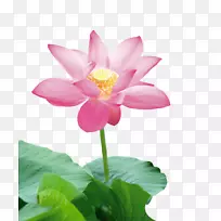 莲藕-空若网 莲藕-空若网