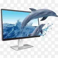 电脑显示器显示装置海豚批发电视-可爱海豚-空若网 电脑显示器显示装置海豚批发电视-可爱海豚-空若网