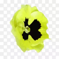 ��Ҷ�ݿ���ֲ�����ɫ-������