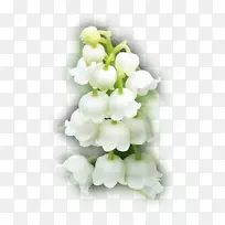 ������-��ֿ-������