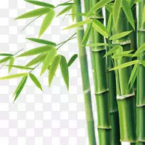 竹子图标-竹子-空若网 竹子图标-竹子-空若网