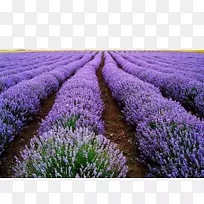英国薰衣草种子花草本植物-薰衣草田-空若网 英国薰衣草种子花草本植物-薰衣草田-空若网