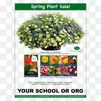 吊篮花草-空若网 吊篮花草-空若网