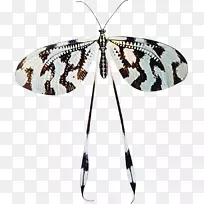 蝴蝶昆虫贴纸黑白昆虫-空若网 蝴蝶昆虫贴纸黑白昆虫-空若网