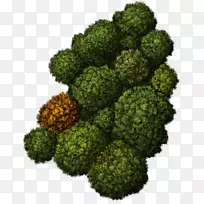 ʳ��Ҷ�߲˻�Ҭ��-����-������