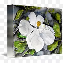 木兰科开花植物画-木兰花画-空若网 木兰科开花植物画-木兰花画-空若网