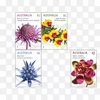 邮票野花澳大利亚邮政邮件-澳大利亚花卉-空若网 邮票野花澳大利亚邮政邮件-澳大利亚花卉-空若网