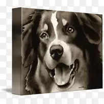 澳大利亚牧羊人水彩画艺术绘画-澳大利亚牧羊人-空若网 澳大利亚牧羊人水彩画艺术绘画-澳大利亚牧羊人-空若网