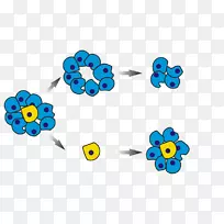 肿瘤干细胞-癌细胞-空若网 肿瘤干细胞-癌细胞-空若网