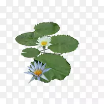 莲藕水生植物-空若网 莲藕水生植物-空若网