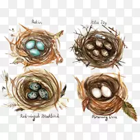 ʳÓÃÄñ³²Ë®²Ê»¿¨Í¨Äñ³²-¿ÕÈôÍø ʳÓÃÄñ³²Ë®²Ê»¿¨Í¨Äñ³²-¿ÕÈôÍø