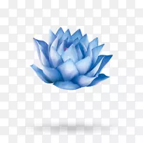 埃及莲花20 Nelumbo nucifera卷-中秋月亮装饰-空若网 埃及莲花20 Nelumbo nucifera卷-中秋月亮装饰-空若网