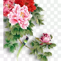 牡丹下载-空若网 牡丹下载-空若网