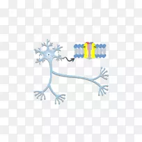 轴突丘神经元动作电位神经系统-树突-空若网 轴突丘神经元动作电位神经系统-树突-空若网