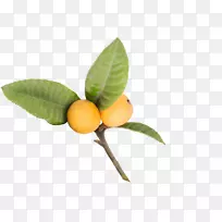 朗格普尔食品枇杷果树鱿鱼干果-空若网 朗格普尔食品枇杷果树鱿鱼干果-空若网