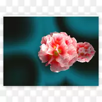 开花植物花瓣桌面壁纸.网状遮阳-空若网 开花植物花瓣桌面壁纸.网状遮阳-空若网