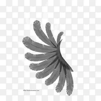 ³á°òºÚ°×ÓðëÄñ-°×É«³á°ò-¿ÕÈôÍø ³á°òºÚ°×ÓðëÄñ-°×É«³á°ò-¿ÕÈôÍø