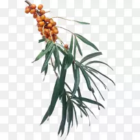 海参果光景图标-沙棘PNG-空若网 海参果光景图标-沙棘PNG-空若网