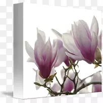 开花植物木兰科丁香木兰花画-空若网 开花植物木兰科丁香木兰花画-空若网