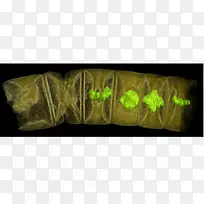 ��ʯ��ϸ������ֲ�������ѧ-����-������