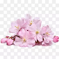 樱花砧木摄影-樱花-空若网 樱花砧木摄影-樱花-空若网