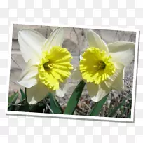 开花植物水仙开花植物花瓣-早春-空若网 开花植物水仙开花植物花瓣-早春-空若网