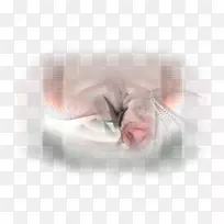 ��׵���������ӽ�����-��������-������