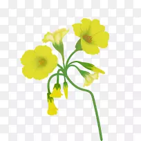 切花花卉设计绘画水彩画-空若网 切花花卉设计绘画水彩画-空若网