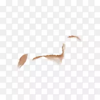 羽毛棕色天空-空若网 羽毛棕色天空-空若网