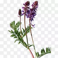 植物黄芪草花法国薰衣草植物鉴定-空若网 植物黄芪草花法国薰衣草植物鉴定-空若网