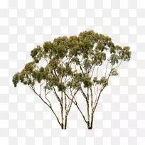 澳大利亚动物园树屋房地产野生动物战士.植物鉴定-空若网 澳大利亚动物园树屋房地产野生动物战士.植物鉴定-空若网