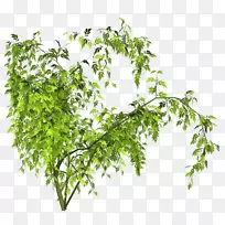 ����������-��Ҷ-������