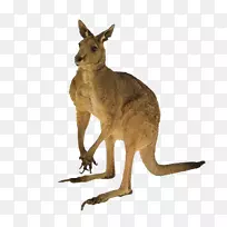 澳洲猫红袋鼠尾袋鼠-空若网 澳洲猫红袋鼠尾袋鼠-空若网