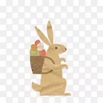 澳大利亚考拉袋鼠-袋鼠-空若网 澳大利亚考拉袋鼠-袋鼠-空若网