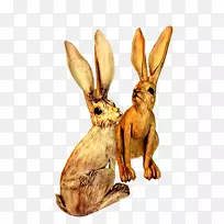 野兔家畜野生动物野兔-空若网 野兔家畜野生动物野兔-空若网
