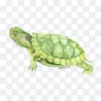 海龟水彩画-空若网 海龟水彩画-空若网