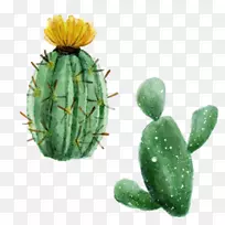 仙人掌科水彩画仙人掌-空若网 仙人掌科水彩画仙人掌-空若网