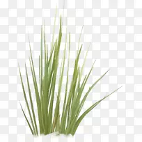 绿草植物茎科-绿草-空若网 绿草植物茎科-绿草-空若网