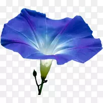 花,一年生植物,开花,种子,-空若网 花,一年生植物,开花,种子,-空若网