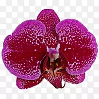 ����ֲ���϶���������-�ۺ�ɫ����-������