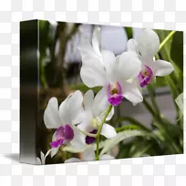 ����ֲ����������ʯ��������-������