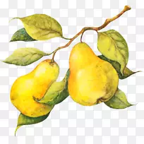 水果蔬菜-葡萄柚-空若网 水果蔬菜-葡萄柚-空若网