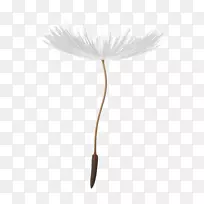 ����ֲ��ˢ��ֲ����ë�ѹ�Ӣ����-������