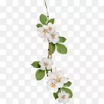 花白梨-空若网 花白梨-空若网