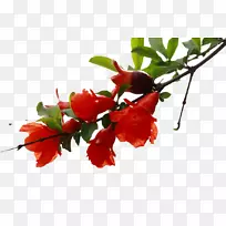 石榴花树-石榴树正在开花。-空若网 石榴花树-石榴树正在开花。-空若网