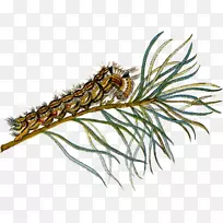 昆虫蝴蝶毛虫幼虫传粉者复活节排版-空若网 昆虫蝴蝶毛虫幼虫传粉者复活节排版-空若网