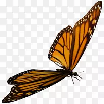 帝王蝶昆虫若虫科传粉者-飞翔的蝴蝶-空若网 帝王蝶昆虫若虫科传粉者-飞翔的蝴蝶-空若网