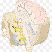 颅神经脑干颅底神经系统-空若网 颅神经脑干颅底神经系统-空若网