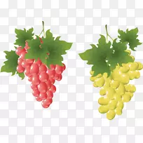 绘画剪贴画-葡萄藤-空若网 绘画剪贴画-葡萄藤-空若网