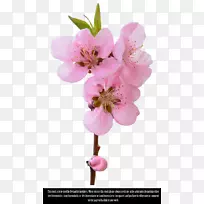 艺术剪贴画-花鸟笼-空若网 艺术剪贴画-花鸟笼-空若网